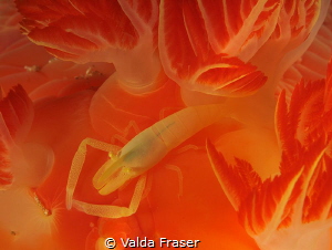 Commensal shrimp on a nudibranch. by Valda Fraser 